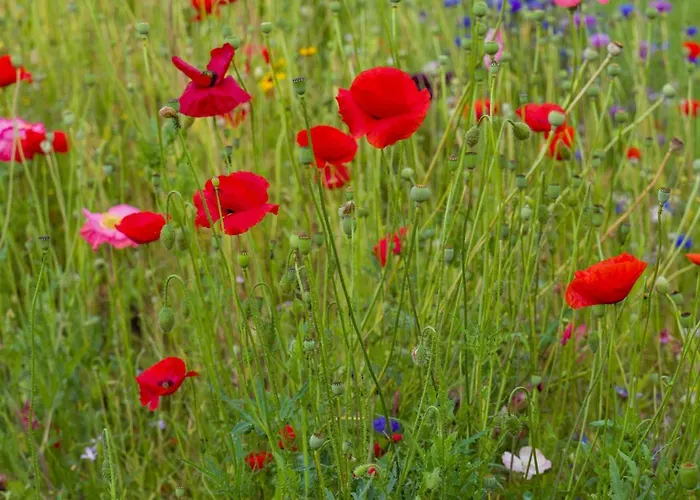 לינה וארוחת בוקר De Heerlijkheid *